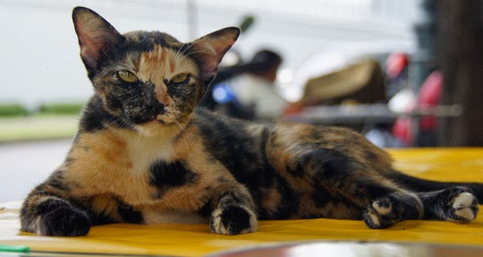 badass cat
