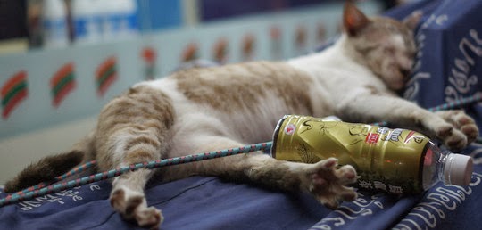 sleeping cat