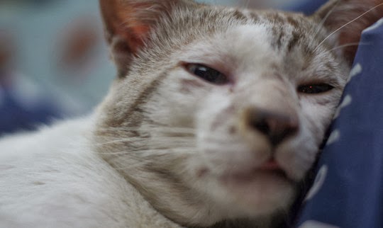 cat of bangkok