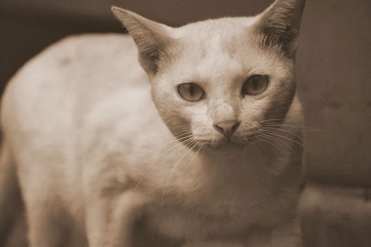 cat of thailand