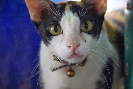 cat with beautiful eyes