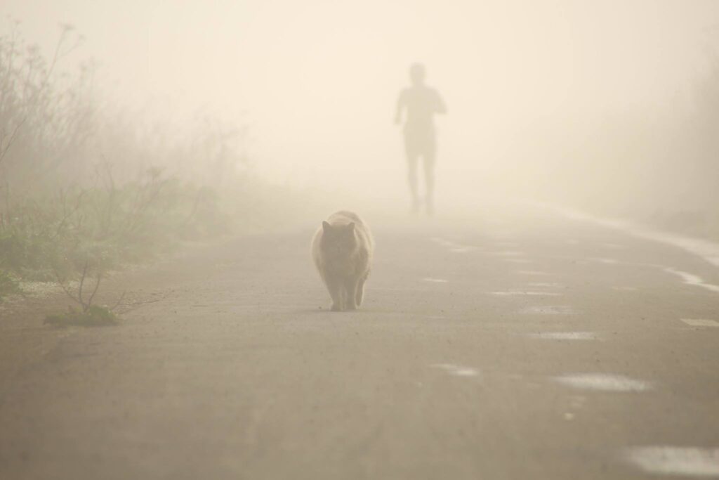Comfort on his morning jog in the San Francisco Bay Area