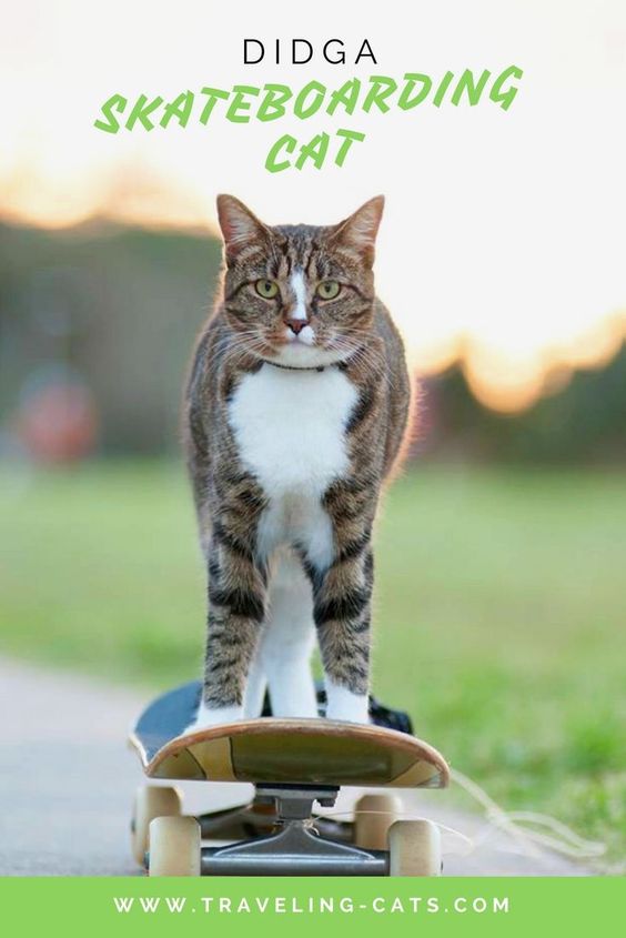 Dida skateboarding cat Coolangatta Australia