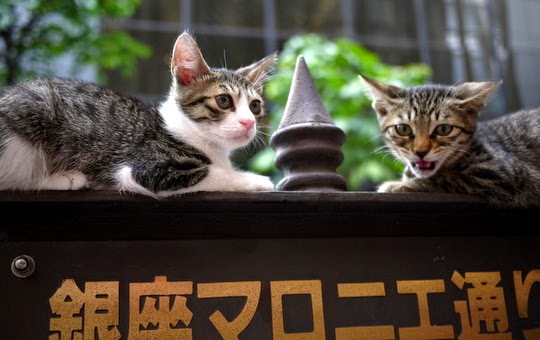 famous cats of japan