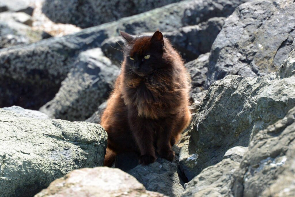 Forrest from Project Bay Cat