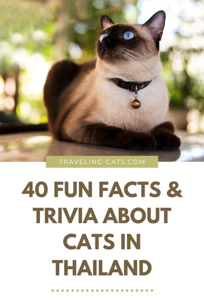 fun facts about cats