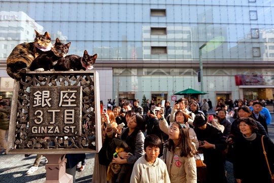 ginza cats