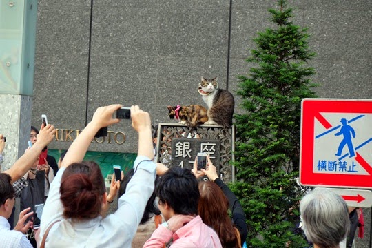 ginza neko