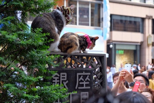 ginza shopping