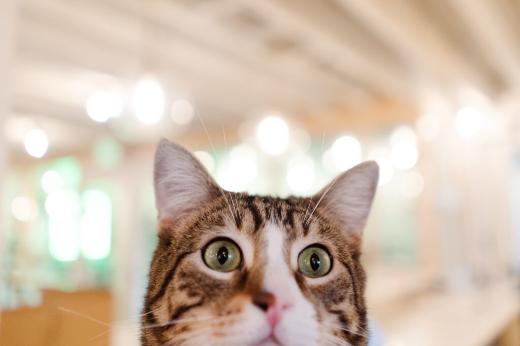 half cat head