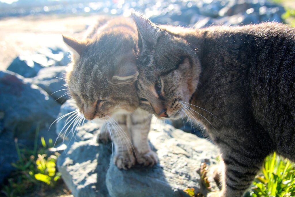 kitty headbutts