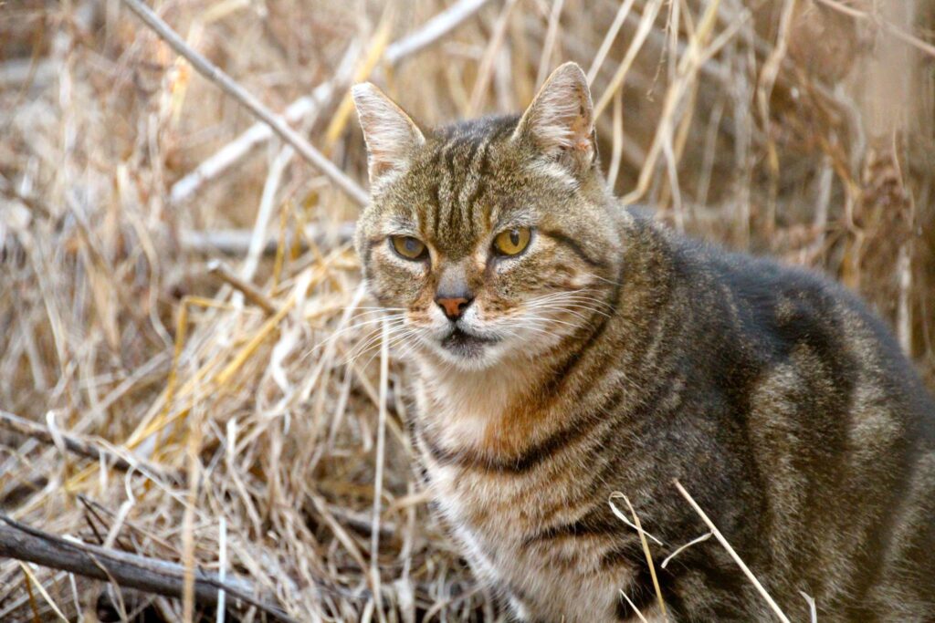 Marbles from Project Bay Cat