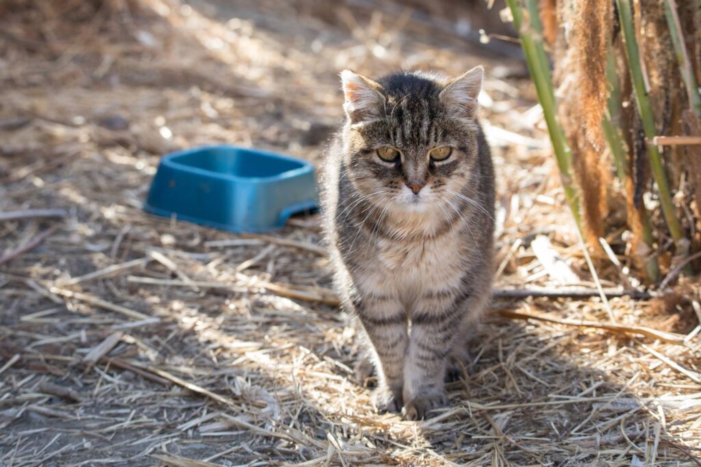 Nadine from Project Bay Cat