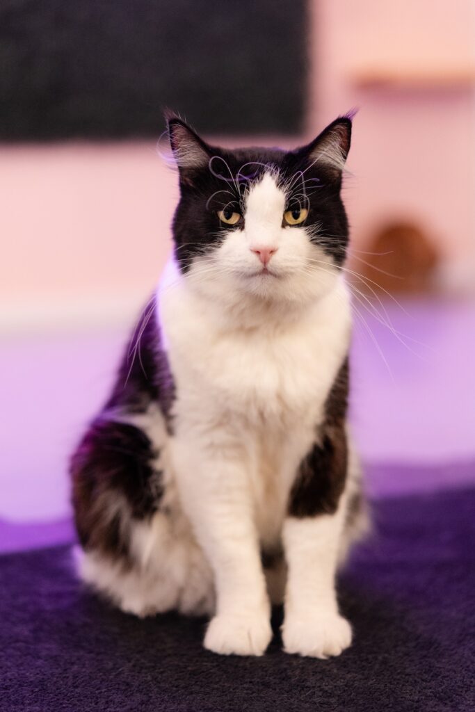 Neko Bellingham