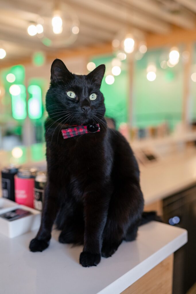 black cat at Neko Cat Cafe
