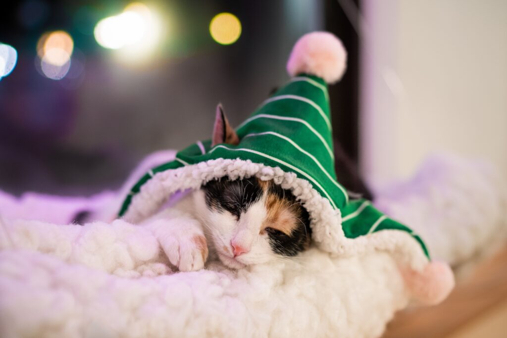 Neko Christmas cat