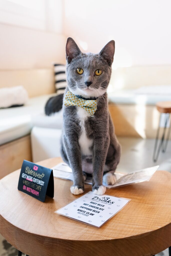 Neko Seattle