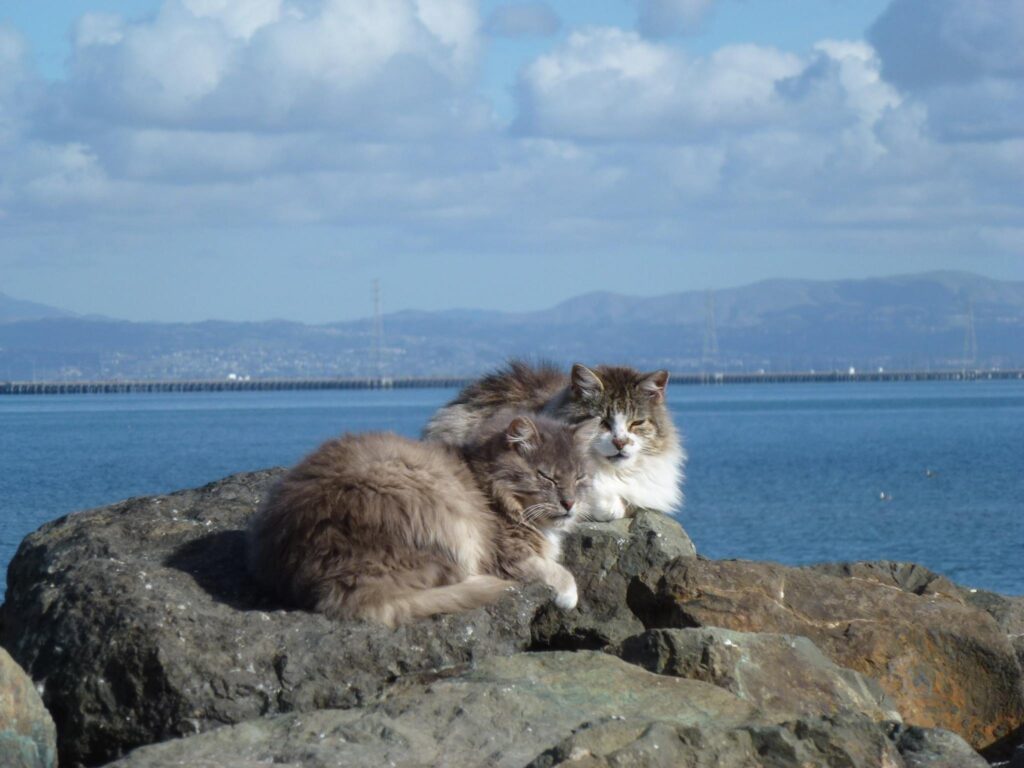 San Francisco Bay Area cats
