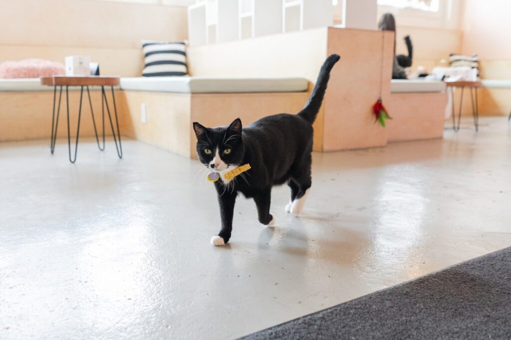 Seattle Neko Cafe