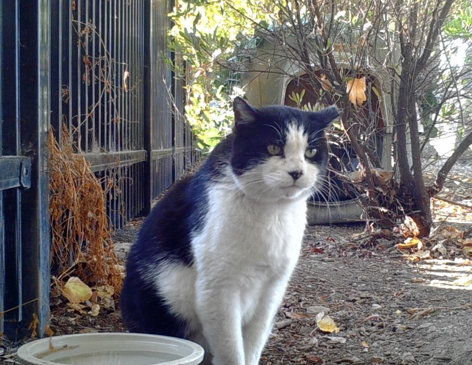 Shamu the last remaining Bay Cat in Foster City