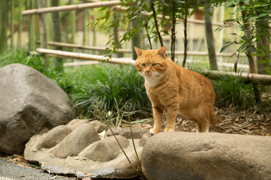 Shanghai cat island