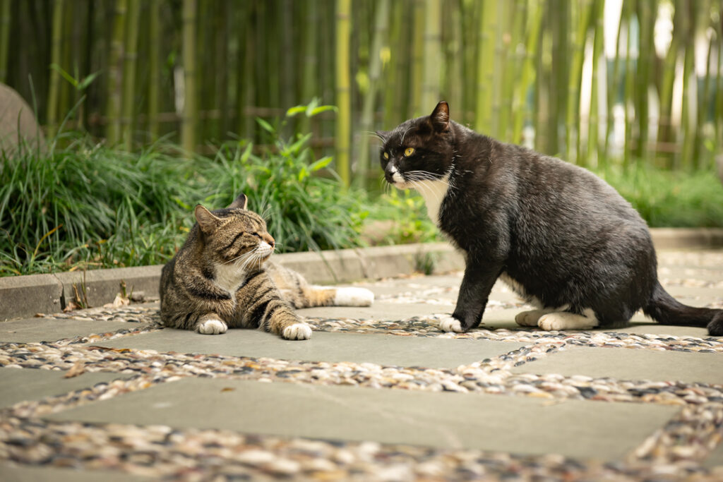Shanghai stray cats