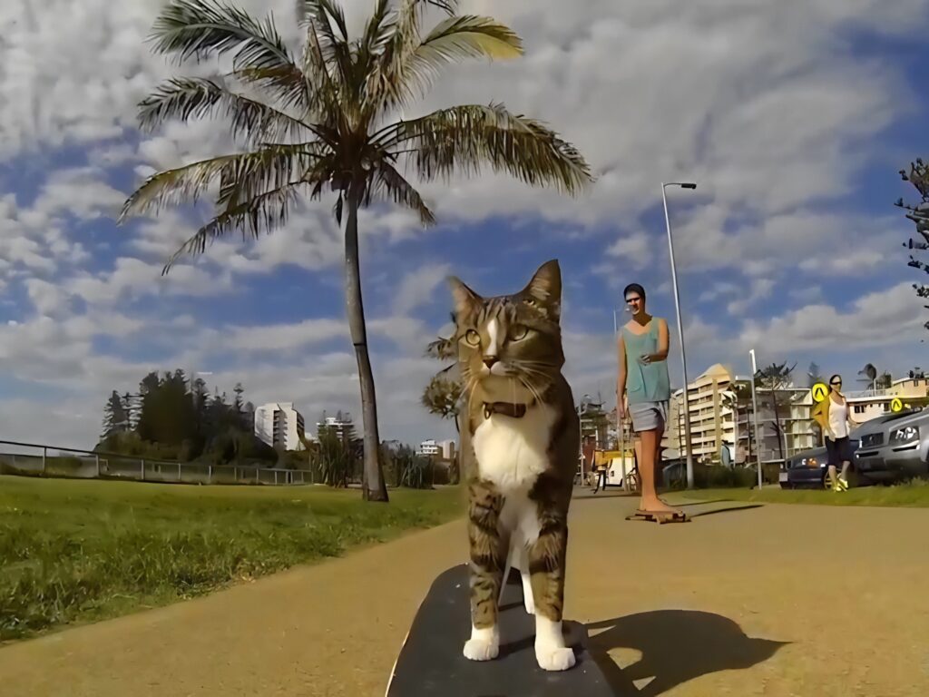 skateboarding cat