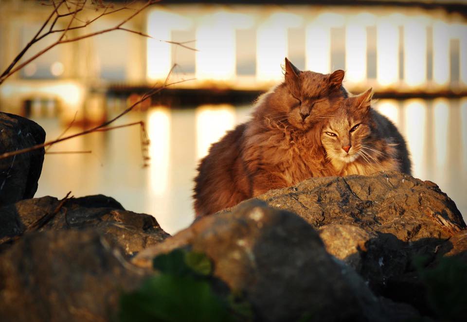 snuggling cats at sunset