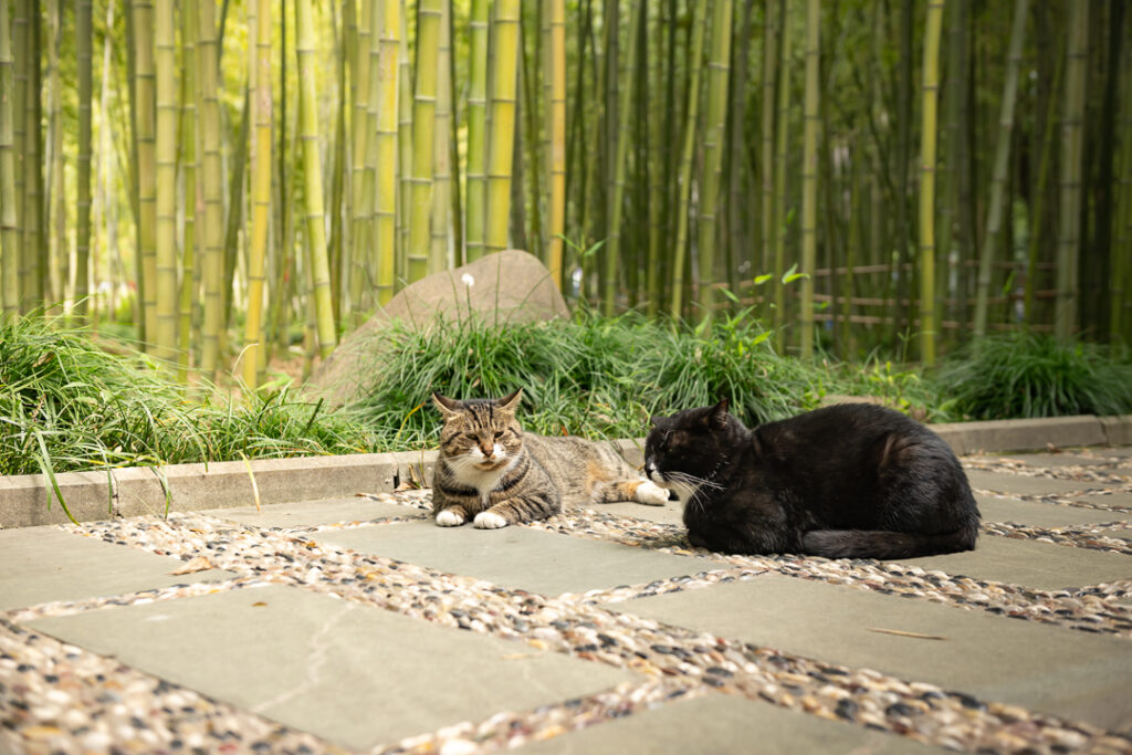 stray cats Shanghai