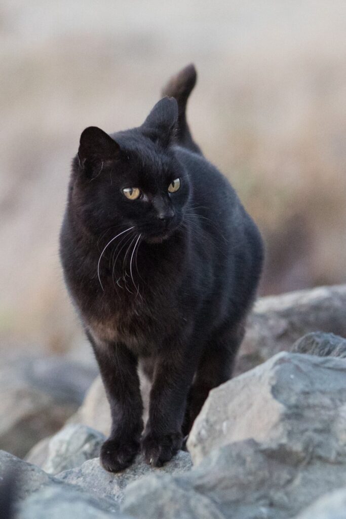 stunning black cat