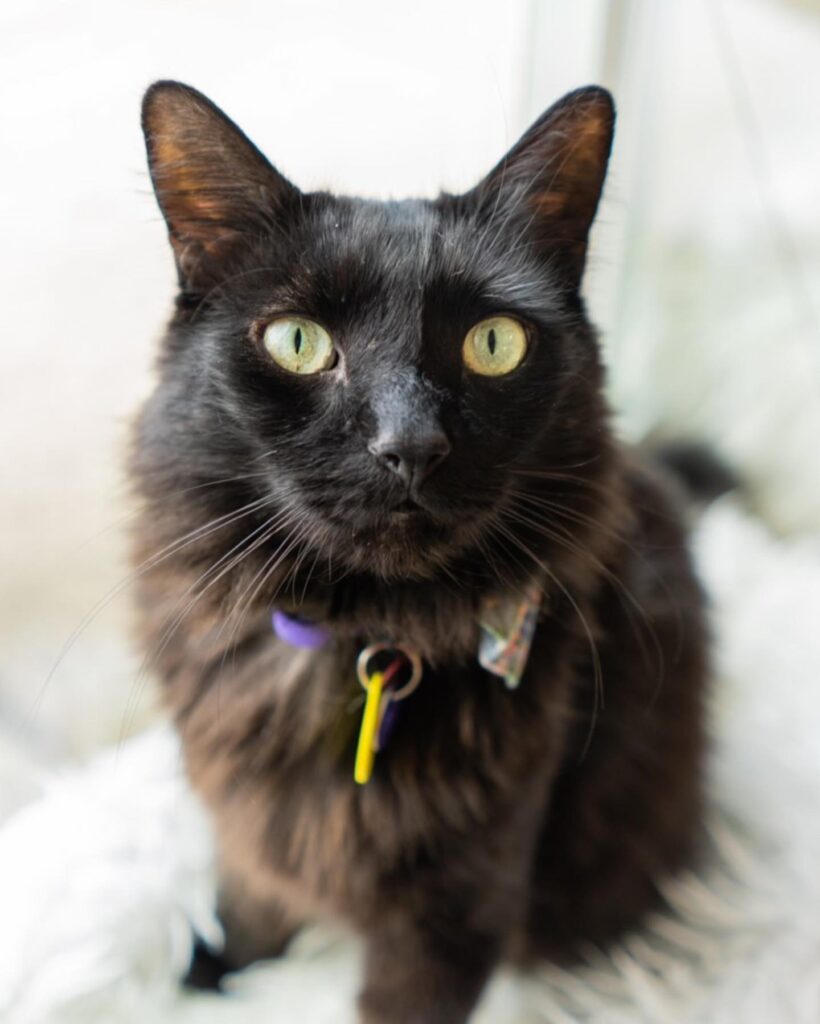 Vanessa Neko