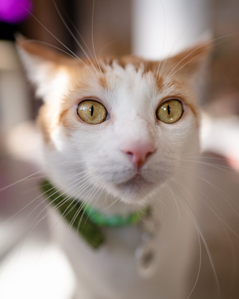 white and ginger cat with green eyes