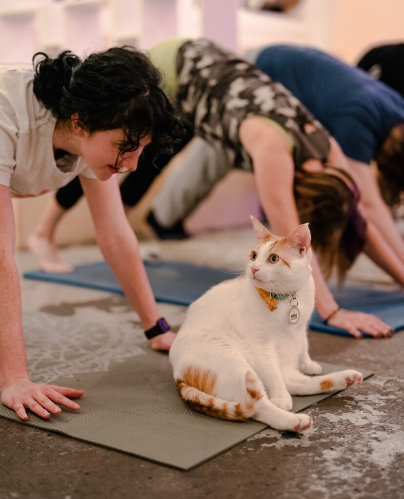 cat cafe yoga