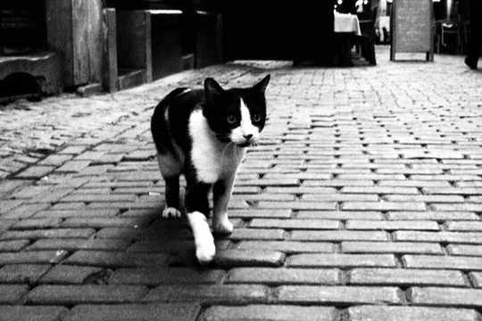 Predikherenstraat