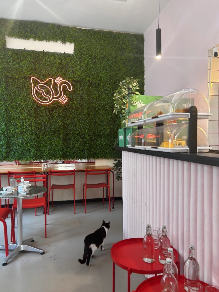 Antwerp Cat Café