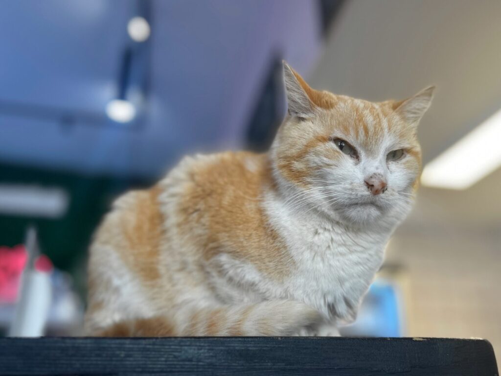 Antwerp cats café