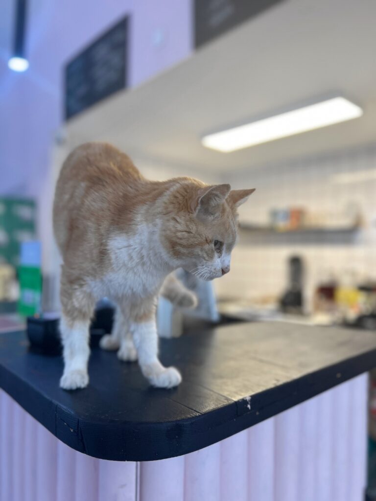 Antwerp cats shop