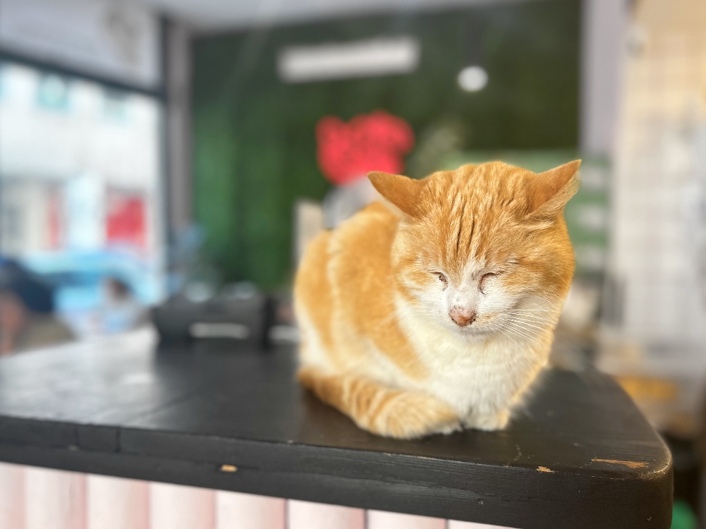Antwerpen kattenasiel
