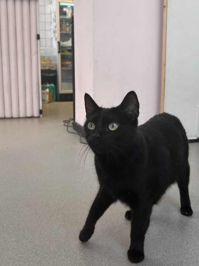 black cat at Cat Café Antwerp