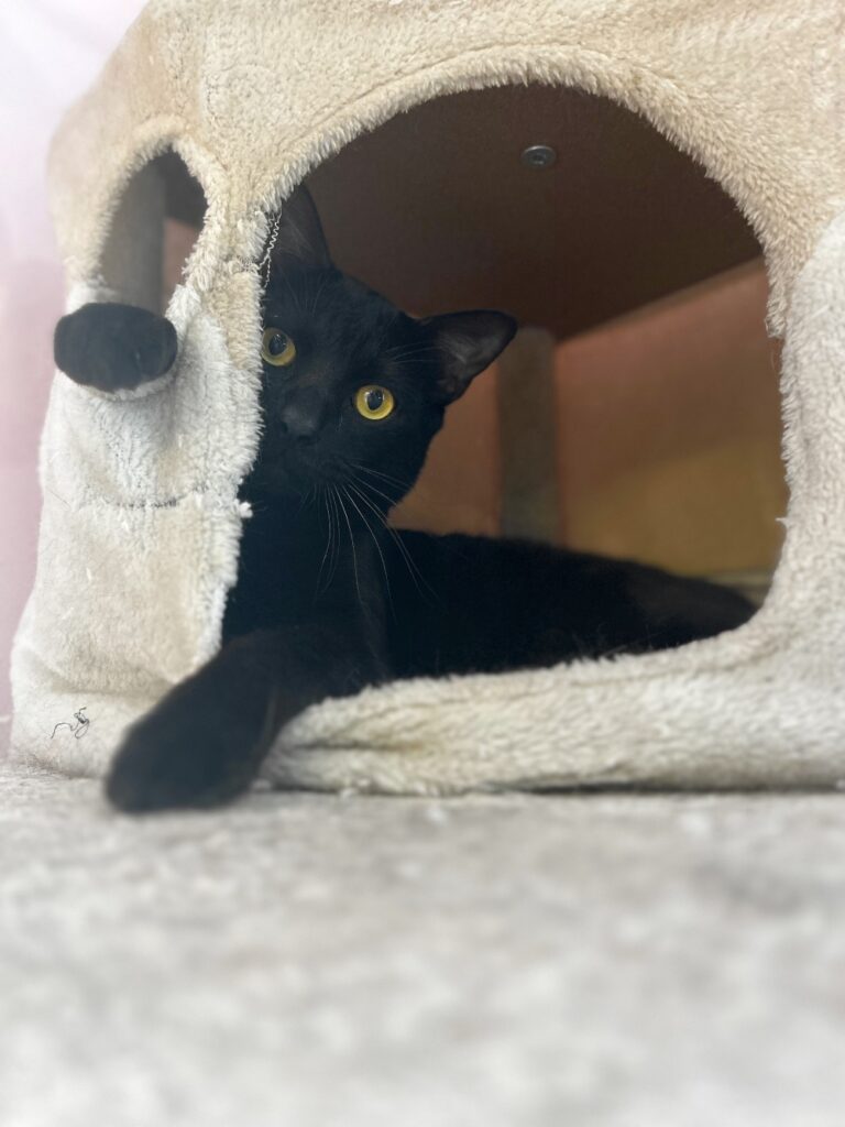 black cat hiding