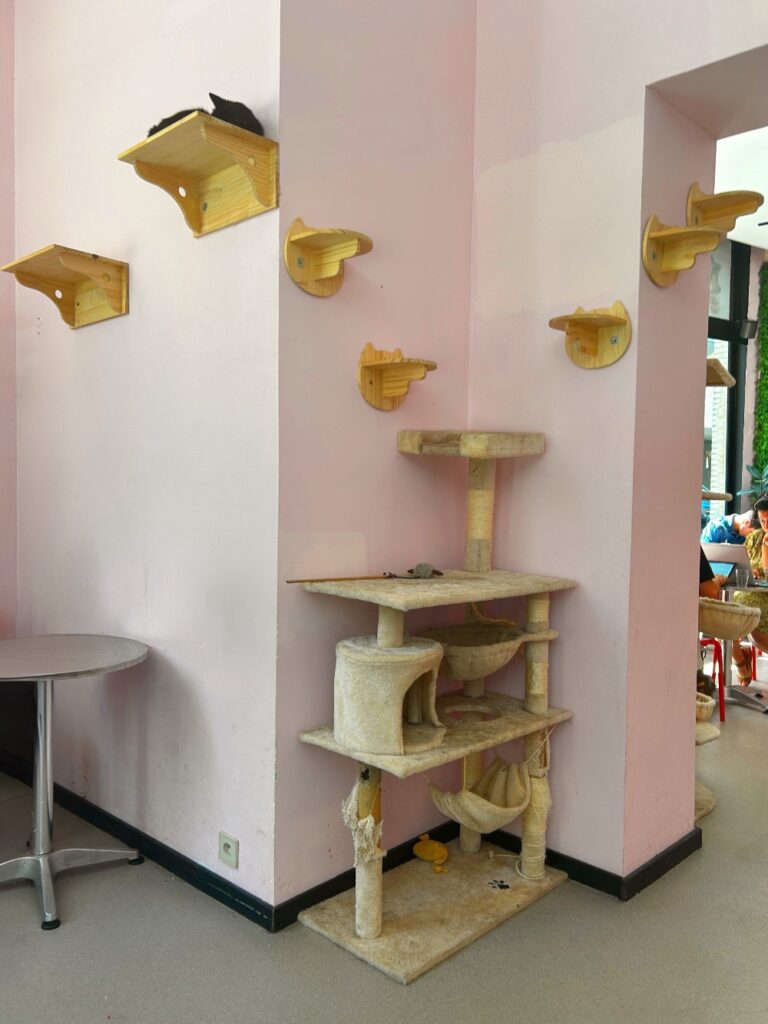 Cat Café Antwerp Belgium