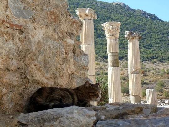 cats of Ephesus