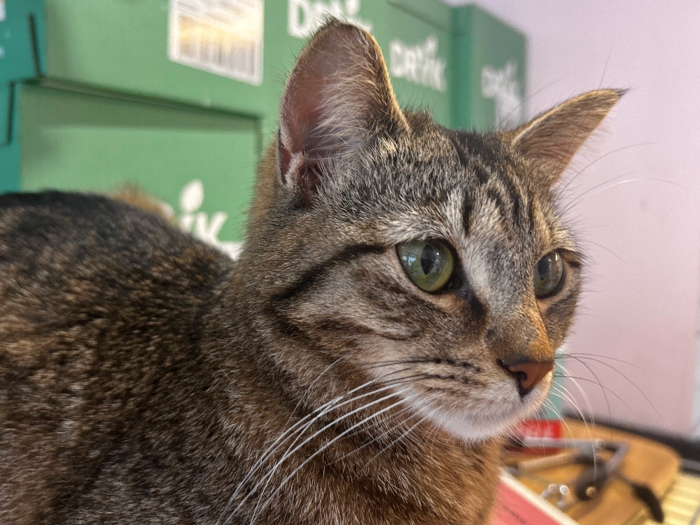 cats Café Antwerp