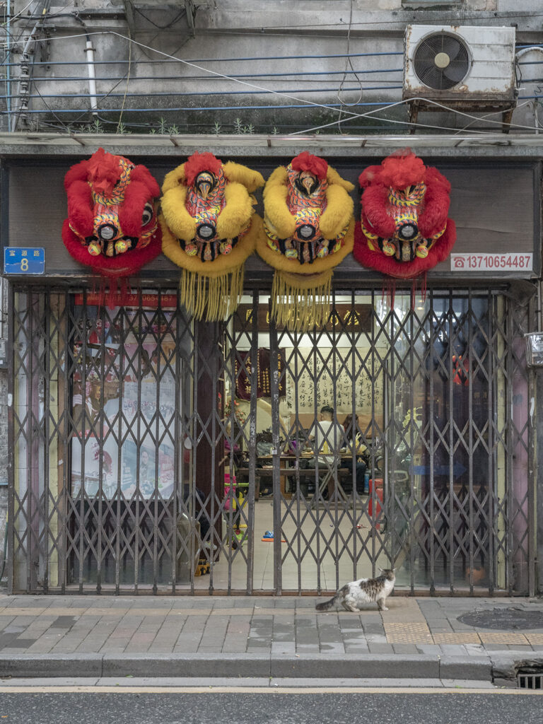 cats in China