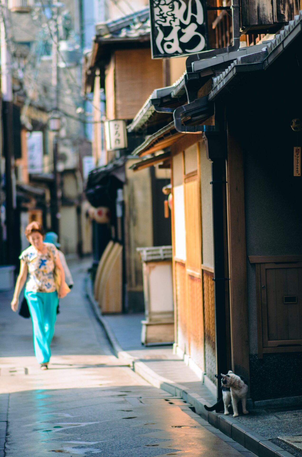 cats in Kyoto