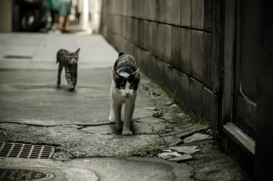 street cats of Kyoto
