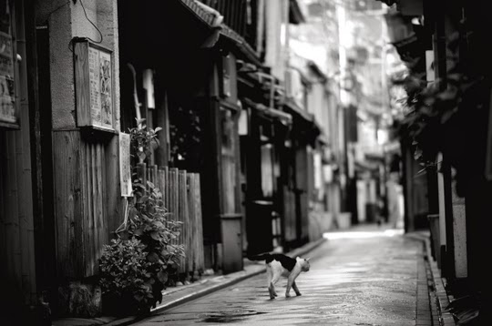 cat in black and white