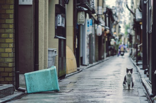 cat in the streets of Kyoto