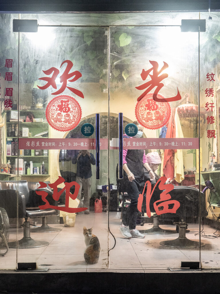 Chinese hairdresser cat