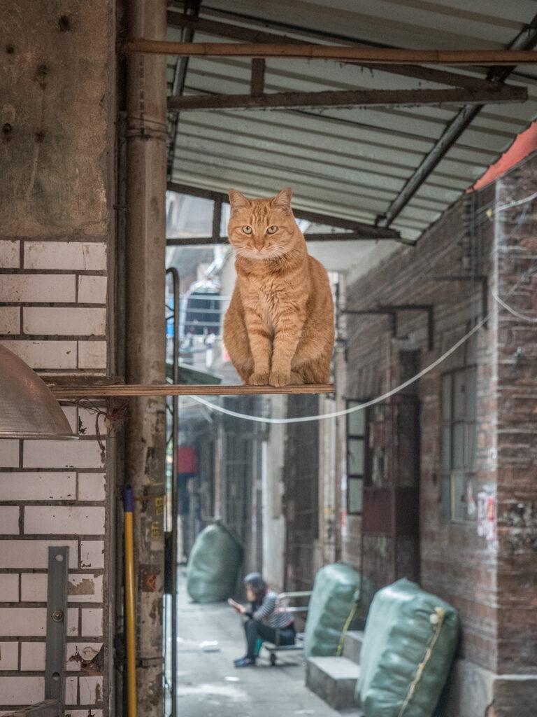Chinese cats book